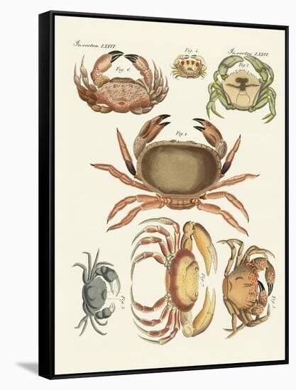 Different Kinds of Crabs-null-Framed Stretched Canvas