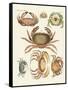 Different Kinds of Crabs-null-Framed Stretched Canvas