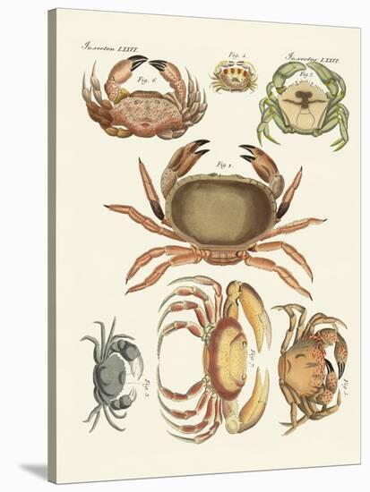 Different Kinds of Crabs-null-Stretched Canvas