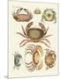 Different Kinds of Crabs-null-Mounted Giclee Print