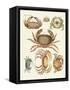 Different Kinds of Crabs-null-Framed Stretched Canvas