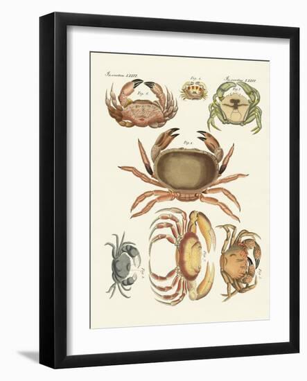 Different Kinds of Crabs-null-Framed Giclee Print