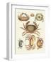 Different Kinds of Crabs-null-Framed Giclee Print