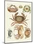 Different Kinds of Crabs-null-Mounted Giclee Print