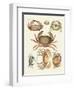 Different Kinds of Crabs-null-Framed Giclee Print