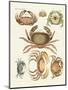 Different Kinds of Crabs-null-Mounted Giclee Print