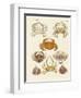 Different Kinds of Crabs-null-Framed Giclee Print