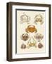 Different Kinds of Crabs-null-Framed Premium Giclee Print