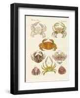 Different Kinds of Crabs-null-Framed Premium Giclee Print