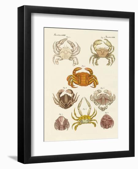 Different Kinds of Crabs-null-Framed Premium Giclee Print