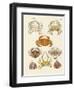 Different Kinds of Crabs-null-Framed Premium Giclee Print