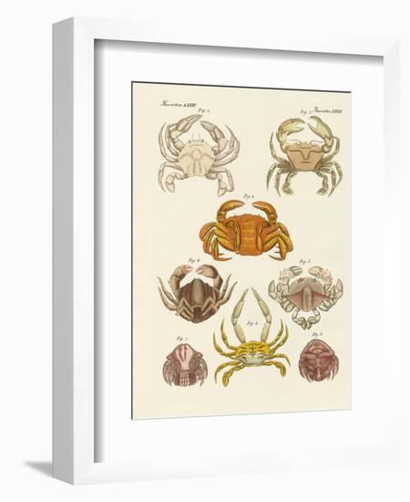 Different Kinds of Crabs-null-Framed Premium Giclee Print