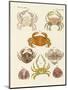 Different Kinds of Crabs-null-Mounted Premium Giclee Print