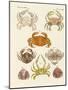 Different Kinds of Crabs-null-Mounted Giclee Print