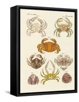 Different Kinds of Crabs-null-Framed Stretched Canvas