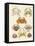 Different Kinds of Crabs-null-Framed Stretched Canvas