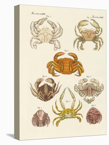 Different Kinds of Crabs-null-Stretched Canvas