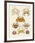 Different Kinds of Crabs-null-Framed Giclee Print