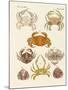 Different Kinds of Crabs-null-Mounted Giclee Print