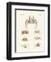 Different Kinds of Crabs-null-Framed Giclee Print