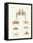 Different Kinds of Crabs-null-Framed Stretched Canvas