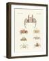 Different Kinds of Crabs-null-Framed Giclee Print