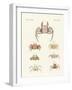 Different Kinds of Crabs-null-Framed Giclee Print