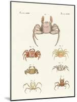 Different Kinds of Crabs-null-Mounted Giclee Print