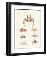 Different Kinds of Crabs-null-Framed Premium Giclee Print