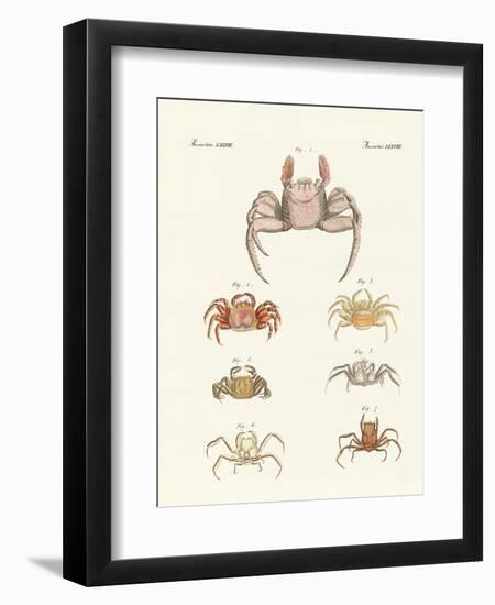 Different Kinds of Crabs-null-Framed Premium Giclee Print