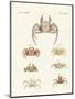 Different Kinds of Crabs-null-Mounted Premium Giclee Print