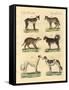Different Kinds of Dogs-null-Framed Stretched Canvas