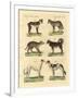 Different Kinds of Dogs-null-Framed Giclee Print