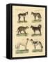 Different Kinds of Dogs-null-Framed Stretched Canvas