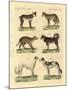 Different Kinds of Dogs-null-Mounted Giclee Print