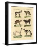 Different Kinds of Dogs-null-Framed Giclee Print