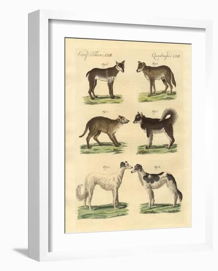 Different Kinds of Dogs-null-Framed Giclee Print