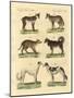Different Kinds of Dogs-null-Mounted Giclee Print