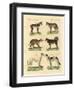 Different Kinds of Dogs-null-Framed Premium Giclee Print