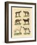 Different Kinds of Dogs-null-Framed Giclee Print