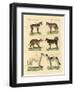 Different Kinds of Dogs-null-Framed Giclee Print