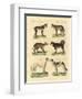 Different Kinds of Dogs-null-Framed Giclee Print