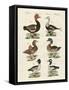 Different Kinds of Ducks-null-Framed Stretched Canvas