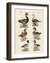 Different Kinds of Ducks-null-Framed Giclee Print