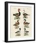 Different Kinds of Ducks-null-Framed Giclee Print