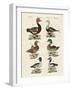 Different Kinds of Ducks-null-Framed Giclee Print