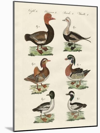Different Kinds of Ducks-null-Mounted Giclee Print