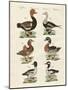 Different Kinds of Ducks-null-Mounted Giclee Print