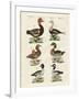 Different Kinds of Ducks-null-Framed Giclee Print