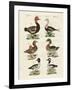 Different Kinds of Ducks-null-Framed Giclee Print